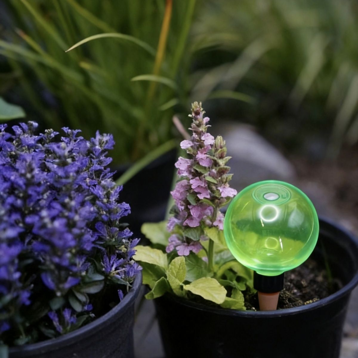 ลูกบอลรดน้ำต้นไม้ขนาดใหญ่ 3 ชิ - Self-Watering Planter บทวิจารณ์และราคา